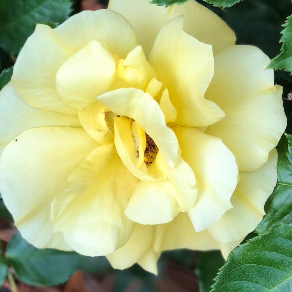 Meet your Posher, Wendee